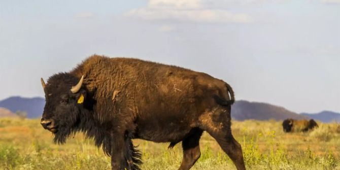 Bison