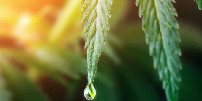Viele Experten schätzen das breite Anwendungsspektrum von Cannabis und auch die Forschung befasst sich intensiver mit den therapeutischen Eigenschaften des Wirkstoffes Cannabidiol (CBD). Helvilab