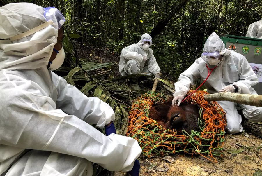 Orang-Utans Borneo