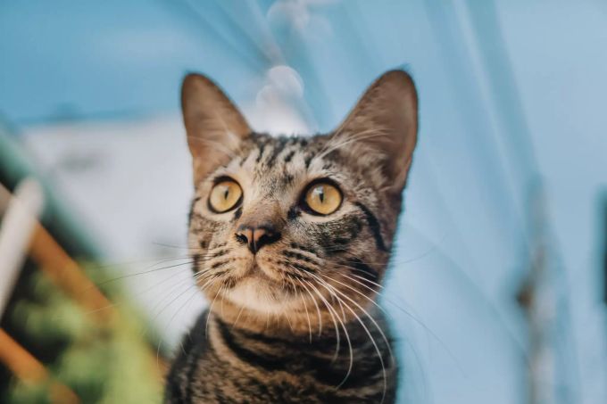 Katzen halten sich gerne draussen auf. EIne Katze