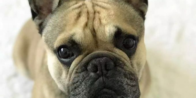 Hund-Import-Warnung. hund import warnung
