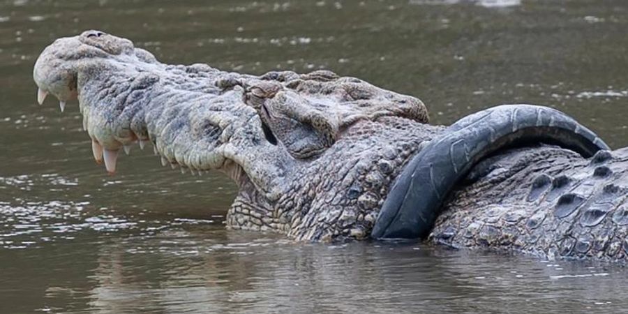 Das Salzwasserkrokodil mit dem Reifen im Fluss Palu auf der Insel Sulawesi. Nach sechs Jahren wurde das Tier nun von dem Anhängsel befreit. Foto: Opan/XinHua/dpa