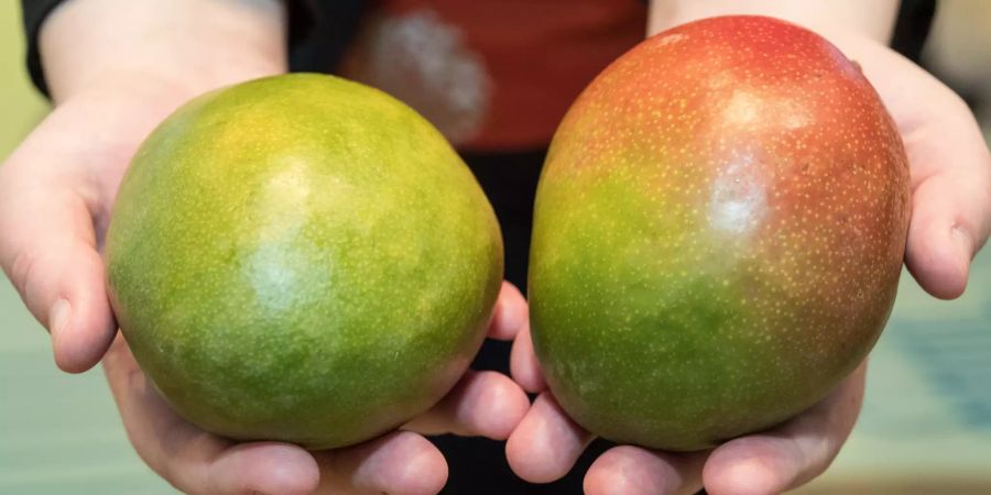 Zwei Hände zwei Mangos grün rot