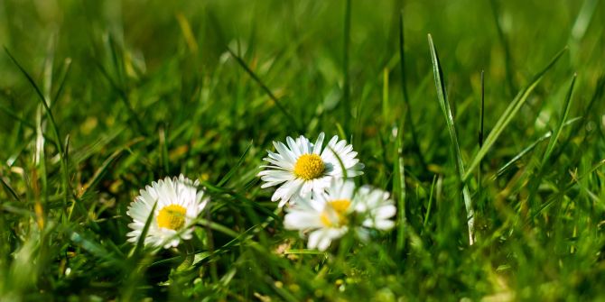 Rasen Gänseblümchen Blühen Grashalme