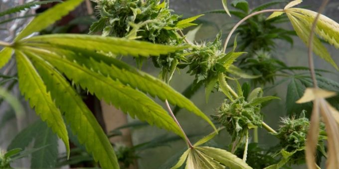 In Apotheken - Rasanter Anstieg bei Ausgabe von medizinischem Cannabis