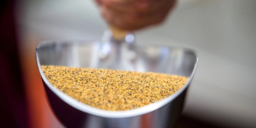 In Deutschland könnte Senf wegen Engpässen beim Saatgut deutlich teurer werden - knapp wird die gelbe Würzpaste aus Sicht von Herstellern aber wohl nicht.