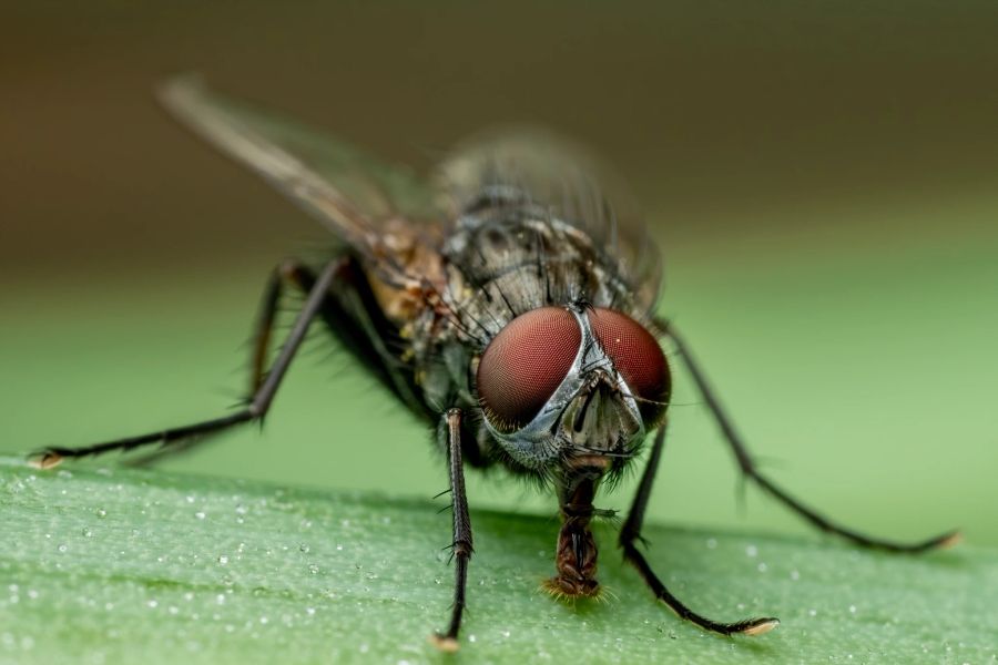 Bei der Fliege besonders auffallend: die grossen Augen.