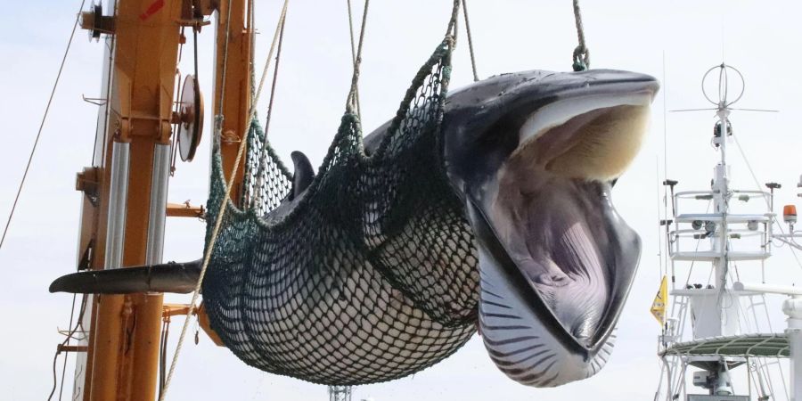 Ein Zwergwal wird in einem Hafen von einem Schiff gelöscht.