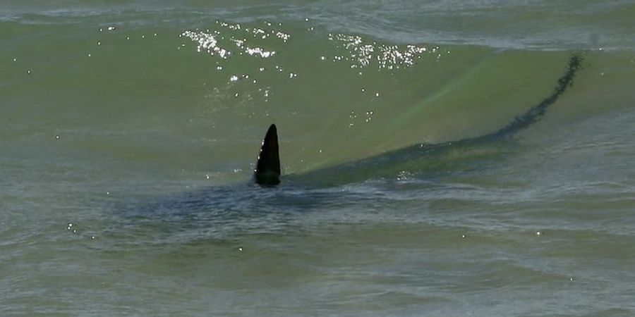 Beim Kampf gegen Haie verletzen sich zwei der drei Schiffbrüchigen. (Symbolbild)