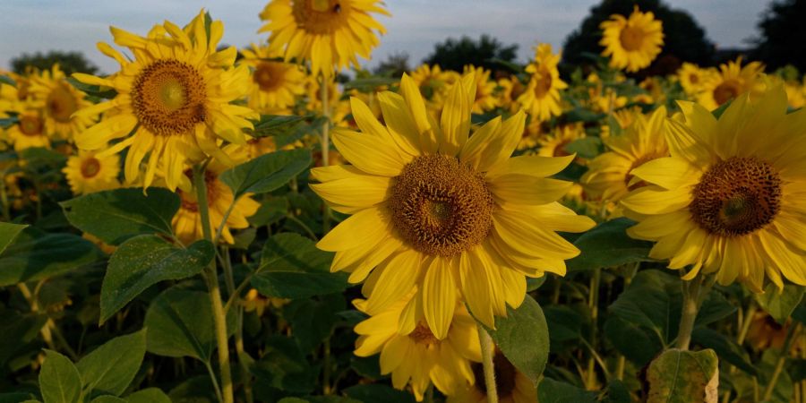 Sonnenblumen stehen in der Morgensonne auf einem Feld.