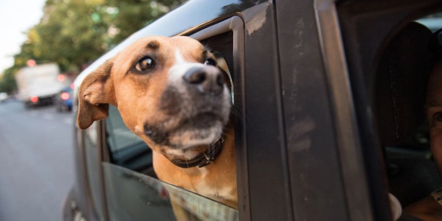 Ein gemeinsamer Urlaub mit dem Vierbeiner ist für Hundehalter nicht mehr selbstverständlich. Dann ist eine Betreuungsmöglichkeit gefragt.