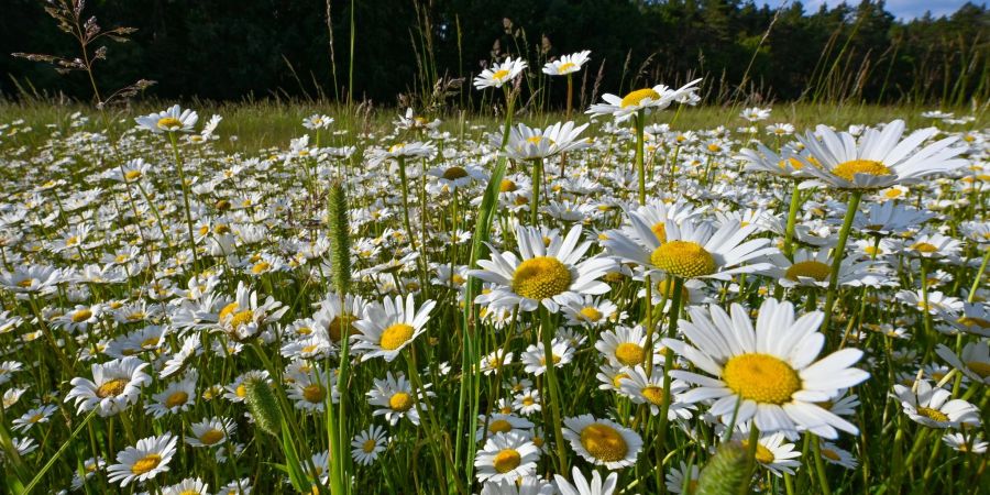 Magerwiesen-Margeriten blühen in Brandenburg. Zu Pfingsten sollen die Temperaturen wieder steigen.