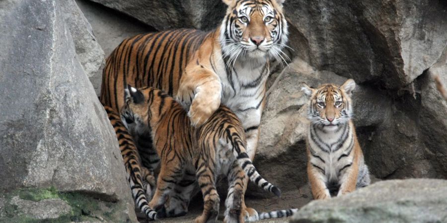 Sumatra-Tigerin Mayang im Januar 2019 mit ihren vier Tierbabys Kiara, Oscar, Willi und Seri.
