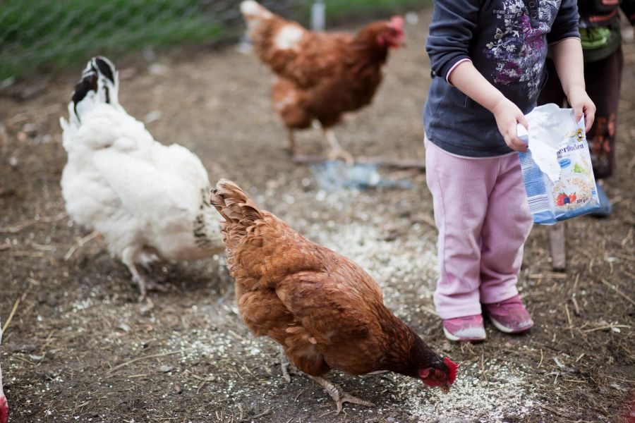 Kind Hühner picken füttern Gehege