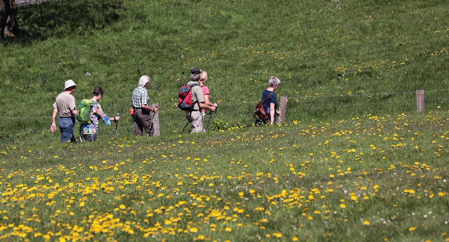 Wiese Löwenzahln Wandergruppe Sommer