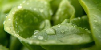 Genussmagazin - Der Refresh-Trick: So werden schlappe Salatblätter fit Genussmagazin - Der Refresh-Trick: So werden schlappe Salatblätter fit