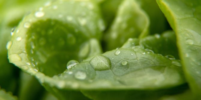 Salat Blatt Wasser Tropfen grün