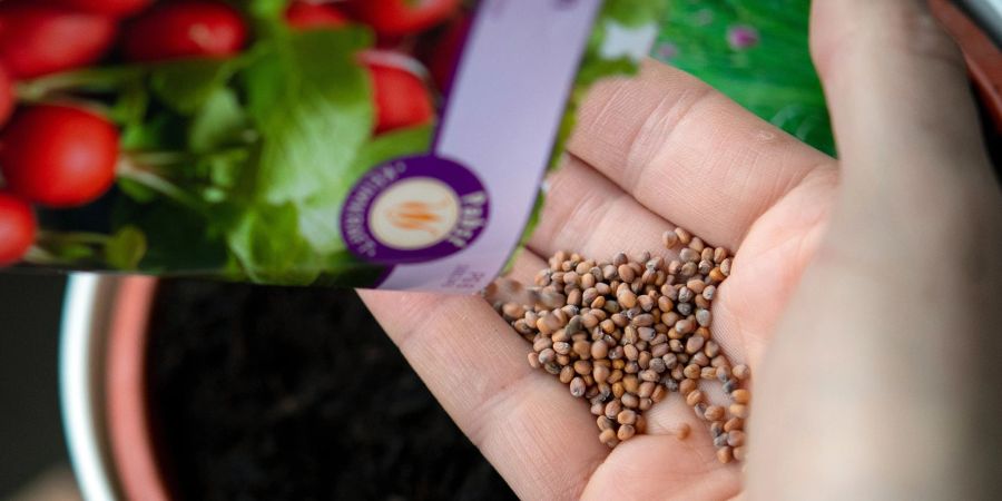 Infolge des Kriegs in der Ukraine und steigender Lebensmittelpreise versuchen offenbar immer mehr Menschen, sich selbst ein Stück weit mit Obst und Gemüse zu versorgen.