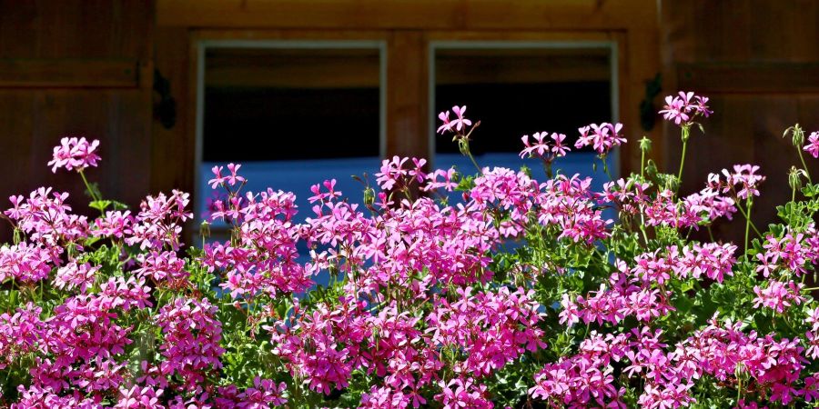 lütenzauber am Balkon: Damit Geranien lange halten, brauchen sie viel Sonne und Wasser sowie ausreichend Nährstoffe.