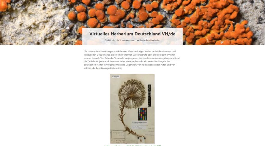 Herbarium Website online Pflanzen