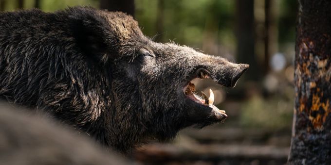 An einem Strand wurde eine Frau von einem Wildschwein gebissen. (Symbolbbil) Genua
