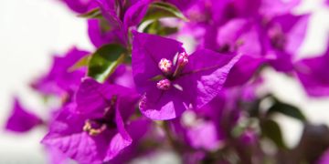 Bougainvillea fucsia Blüte Sonne