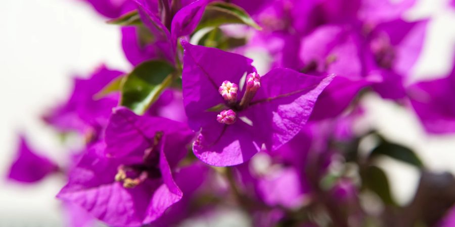 Bougainvillea fucsia Blüte Sonne