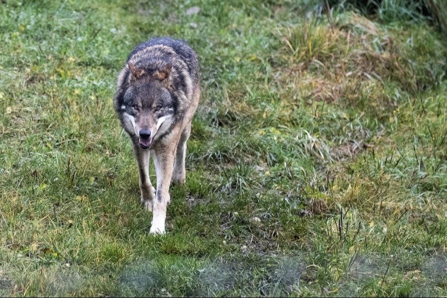 «Ich nehme mir nicht das Recht heraus, den Wolf – der vor mir da war – zu dezimieren», sagt von Roll. (Symbolbild)