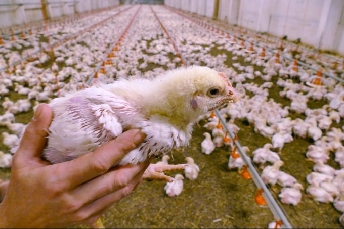 Massentierhaltung wird vom Tierschutz immer wieder kritisiert. Tierschutz