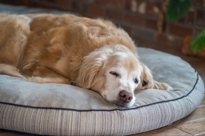 Lethargie, Appetitlosigkeit, Gelenkschmerzen - all das kann auf Anaplasmose hindeuten. Lethargischer Hund in Körbchen