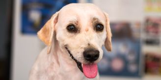 Achtung, Hundemalaria - Was Babesiose für Hunde so gefährlich macht