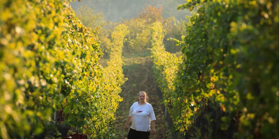 In Mähren wächst der Wein unter besondere Bedingungen.