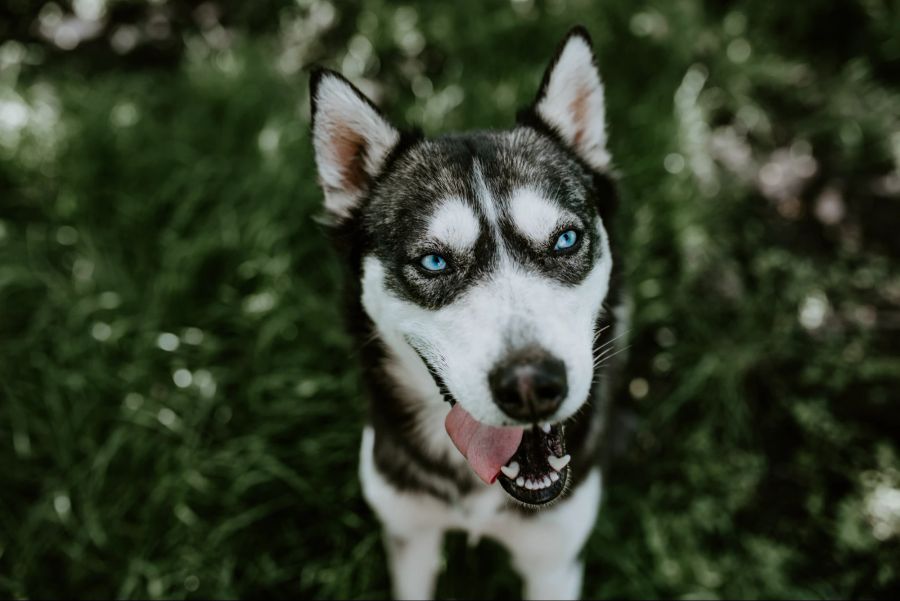 Siberian Husky, Hund, Rasse