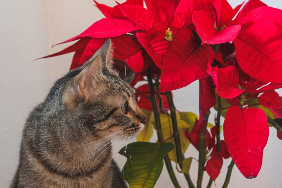 Katze und Weihnachtsstern