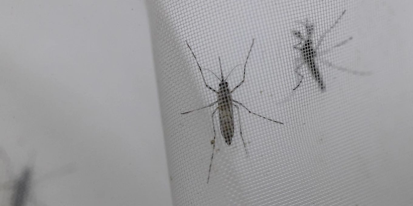 29.07.25   Italien: Lokale Dengue Fälle   Experten Klären Auf! - h5peelz