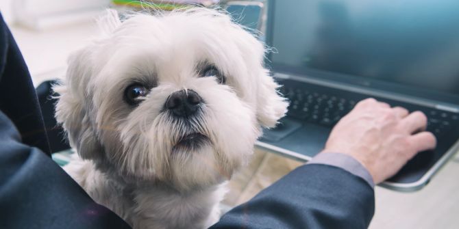 Hund im Büro