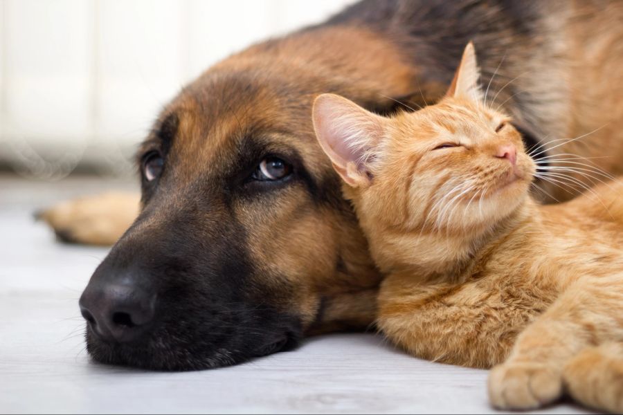 Hund und Katze kuscheln