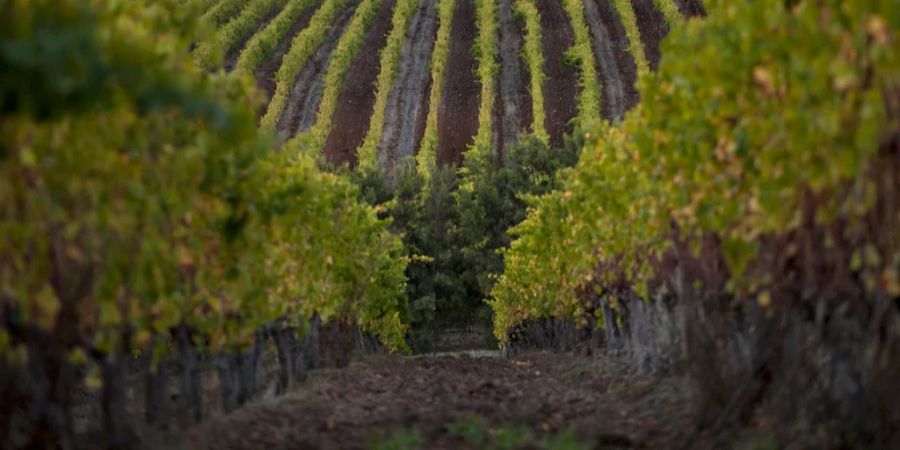 De Grendel, Weinberg, Anbau, Wein, Südafrika