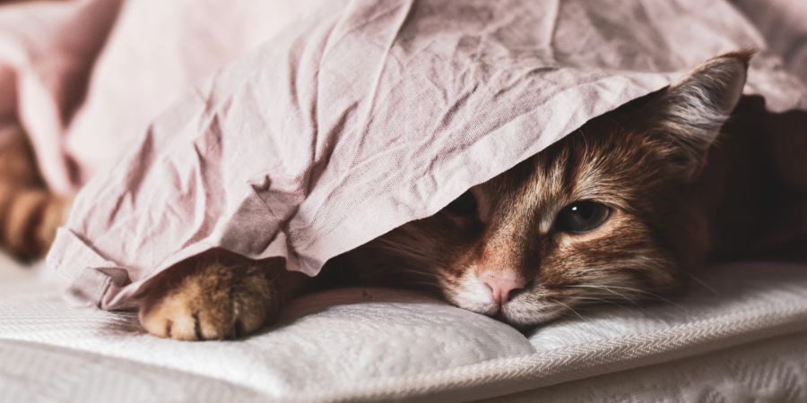 Rückzug, Isolation und ein verändertes Fressverhalten deuten bei Katzen auf eine Depression hin.