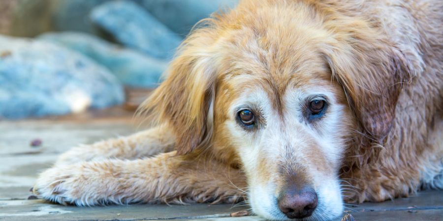 Alter Hund auf dem Boden