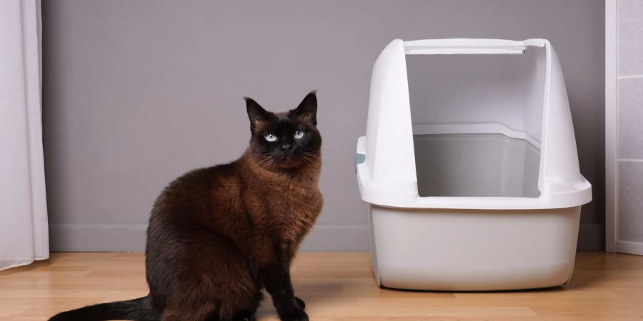 Bluttropfen im Katzenklo deuten möglicherweise auf eine Harnwegsinfektion hin.