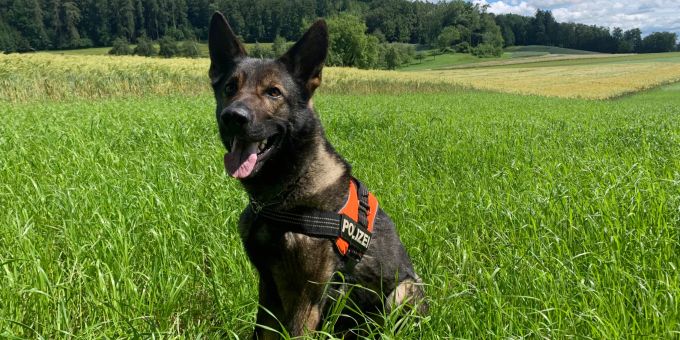 Aufgespürt! - Einbrecher und Diebe in Sempach / Udligenswil gefasst