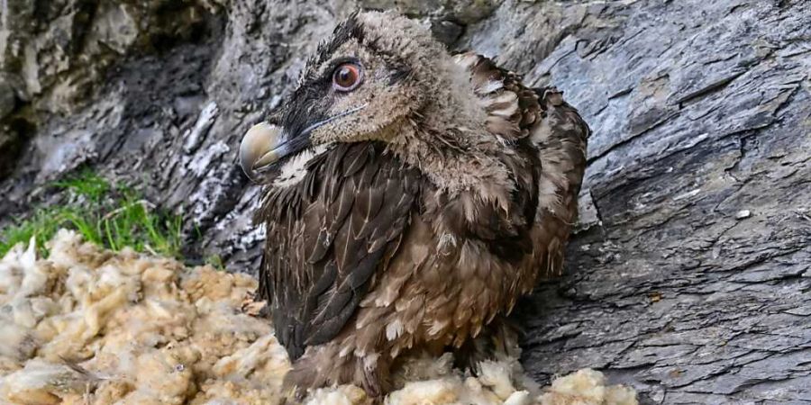 Der drei Monate alte Bartgeier wurde am Sonntag oberhalb der Melchsee-Frutt ausgewildert.