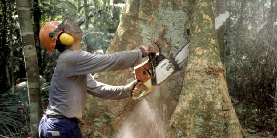 ARCHIV - Ein Holzfäller fällt mit einer Kettensäge im Regenwald des Amazonas einen Baum. Foto: Werner Rudhart/dpa