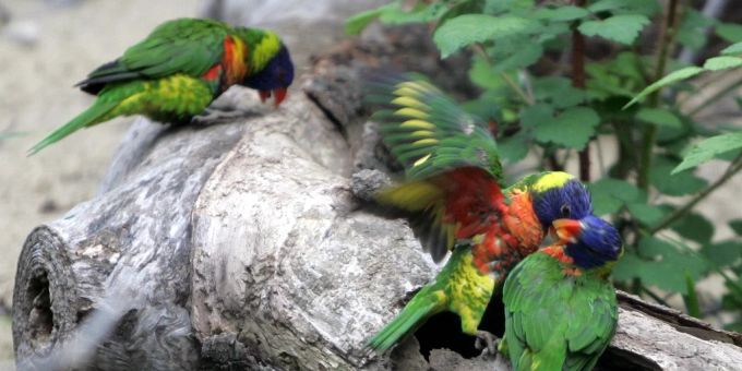 Der Basler Zoo darf sein neues Vogelhaus bald schon eröffnen. Vogelhaus Basel Zoo