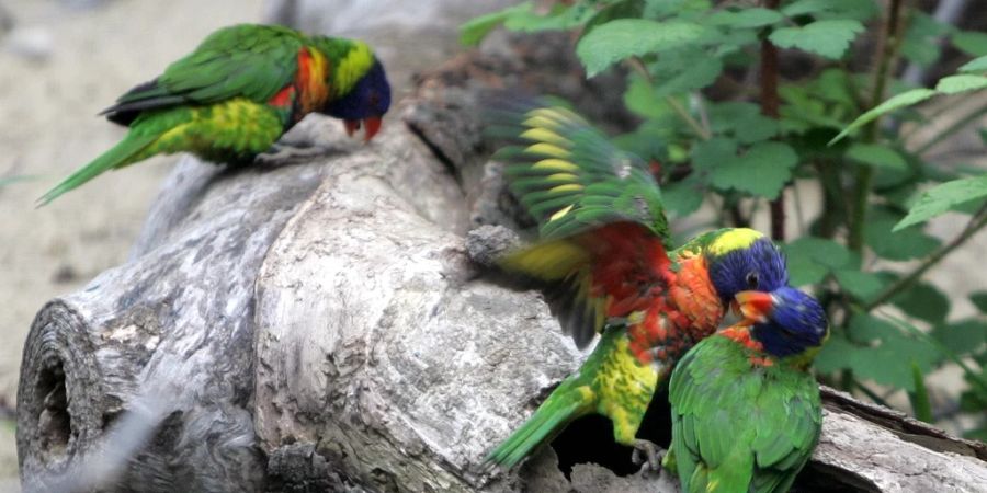 Vogelhaus Basel Zoo
