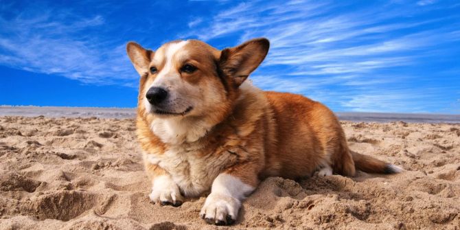 Hund am Strand