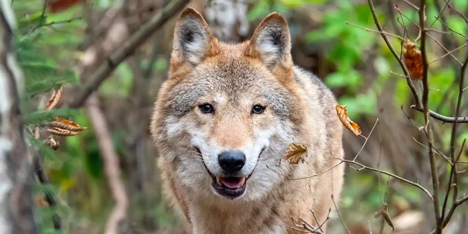 Jagdgesetz - Stimmungsmache statt Abstimmungskampf gegen den Wolf