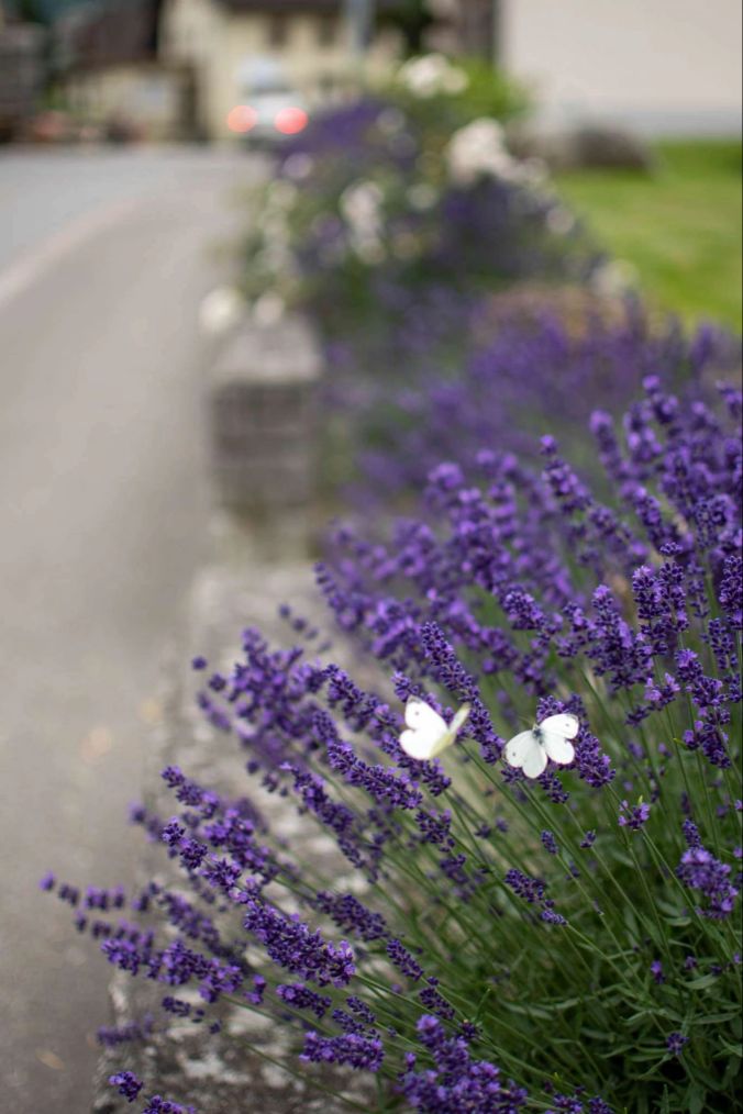 Zwei Kohlenweisslinge im Lavendel.