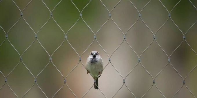 Spatz in einem Zaun Spatz in einem Zaun